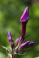 ¿Puede curarse la disfunción eréctil primaria?